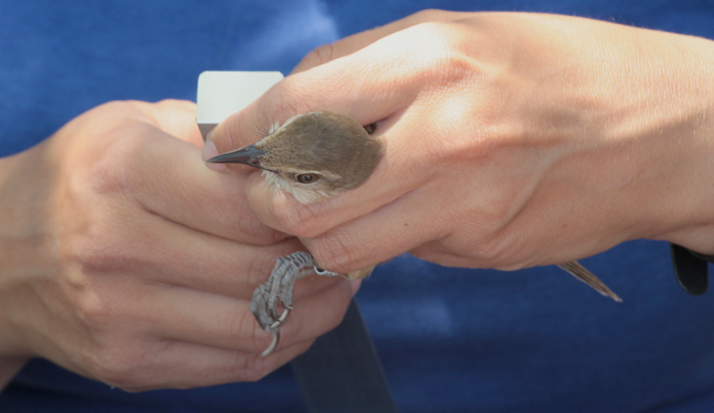 balquer (Acrocephalus arundinaceus)