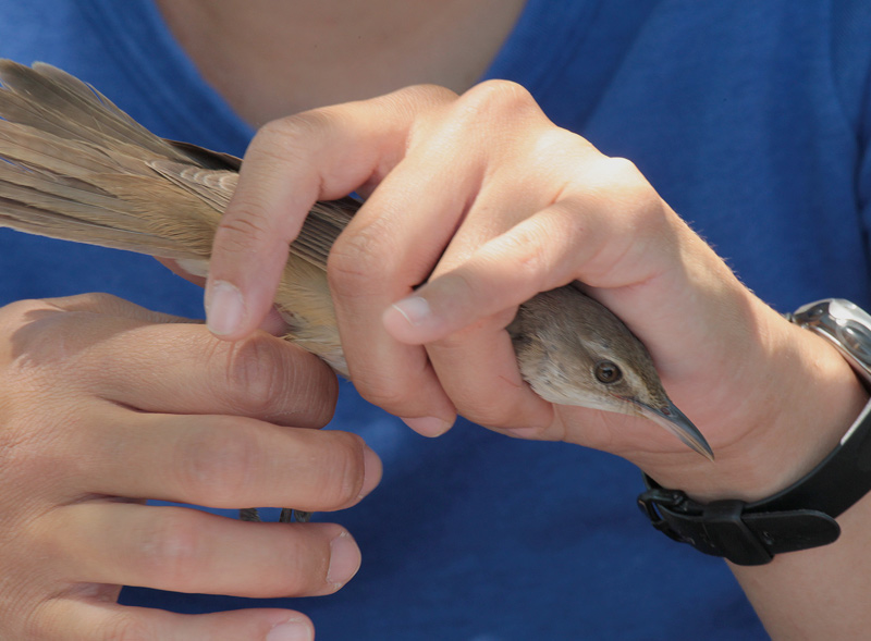 balquer (Acrocephalus arundinaceus)
