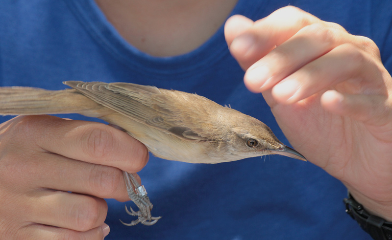 balquer (Acrocephalus arundinaceus)