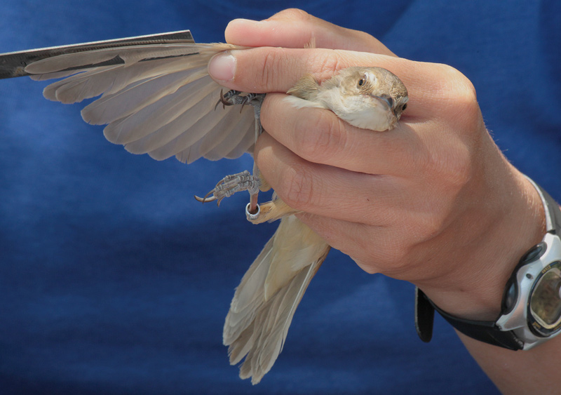 balquer (Acrocephalus arundinaceus)