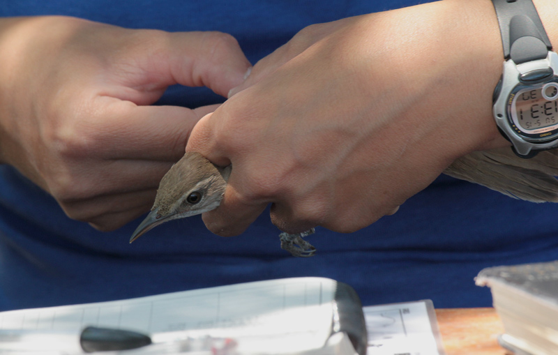 balquer (Acrocephalus arundinaceus)