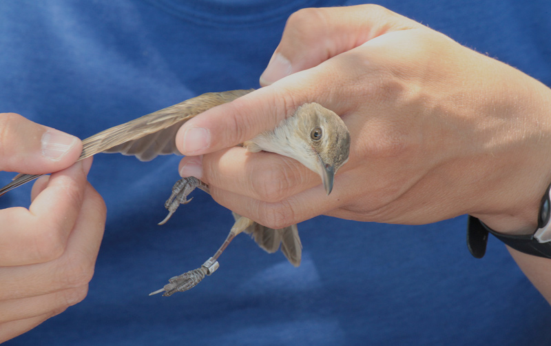 balquer (Acrocephalus arundinaceus) Sylviidae