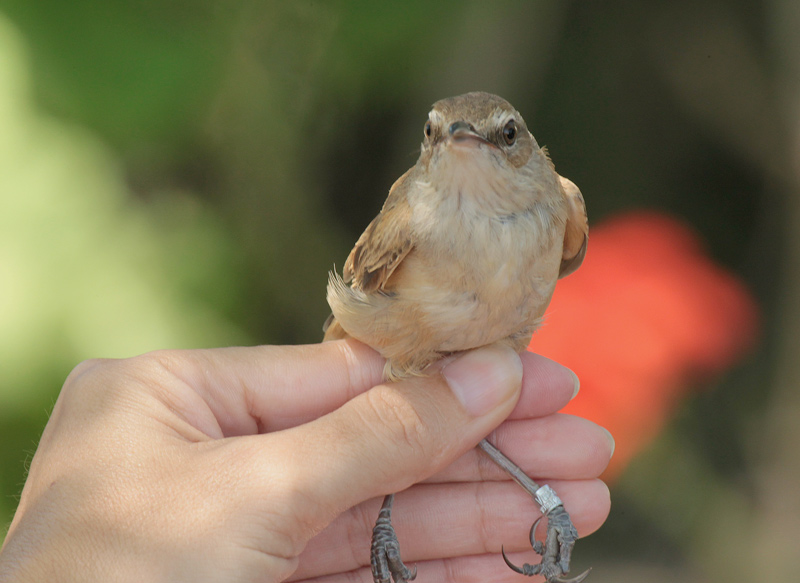 balquer (Acrocephalus arundinaceus)