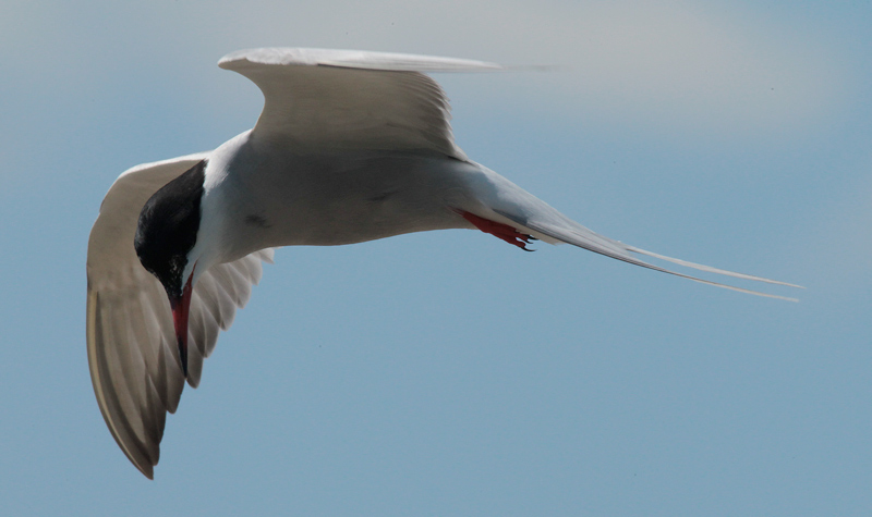 Xatrac comú (Sterna hirundo)