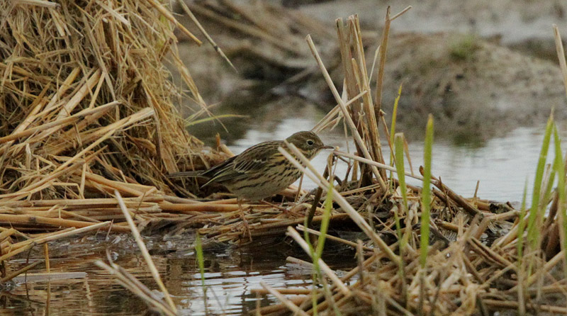 Titella (Anthus pratensis)