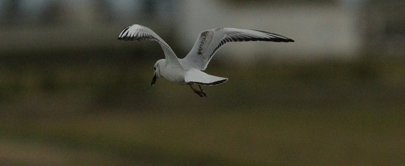 Gavina vulgar (Larus ridibundus)