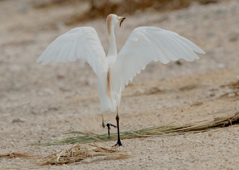 Esplugabous (Bubulcus ibis)