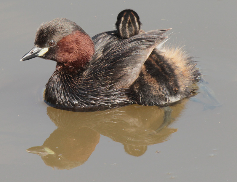 Cabusset  i Pollet (Tachybaptus ruficollis)