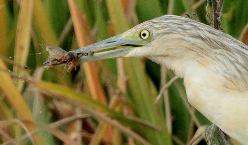 Martinet Ros  (Ardeola ralloides) Ardeidae + Grill-talp