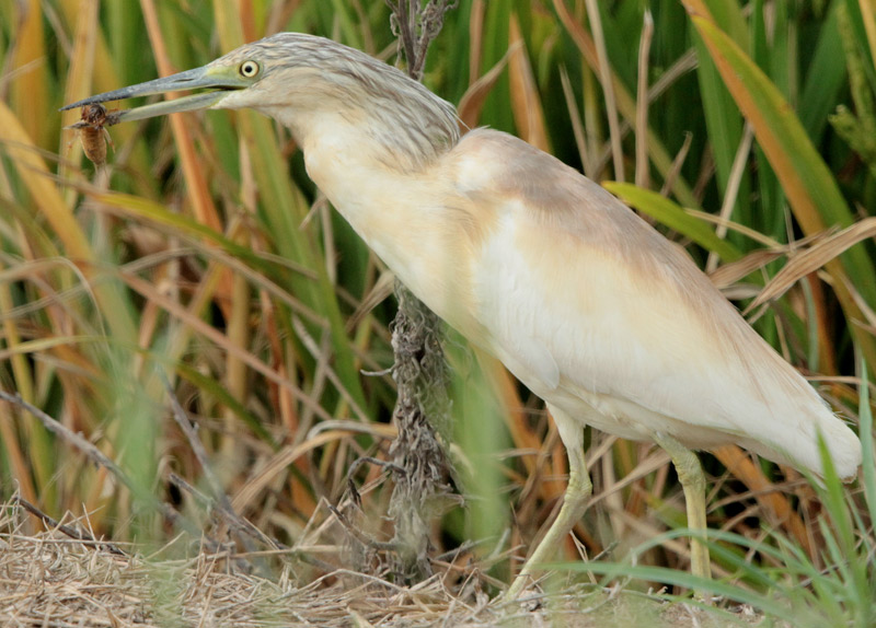 Martinet Ros  (Ardeola ralloides) Ardeidae + Grill-talp