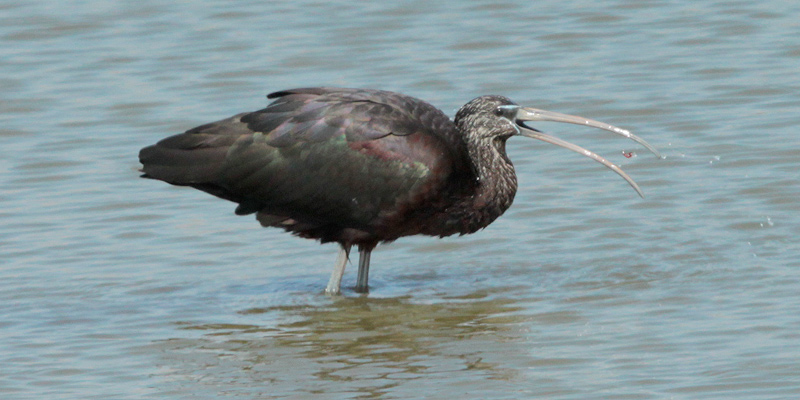 Capó reial (Plegadis falcinellus)