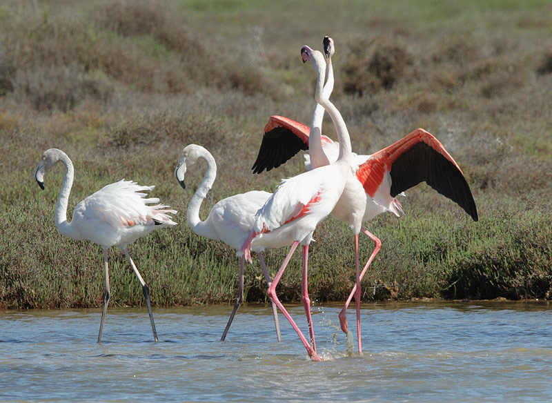 Flamenc rosat.