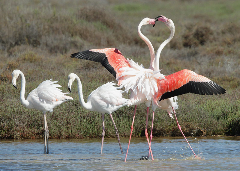 Flamenc rosat.