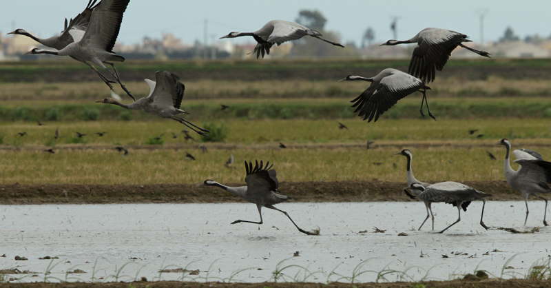 Grua (Grus grus)