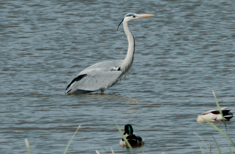 Bernat pescaire  (Ardea cinerea)