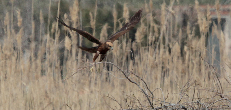 Arpella vulgar (Circus aeruginosus)