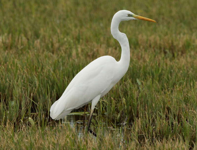 Agró blanc (Ardea alba)