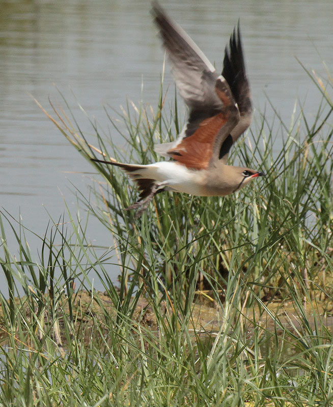 Perdiu de mar (Glareola pratincola)