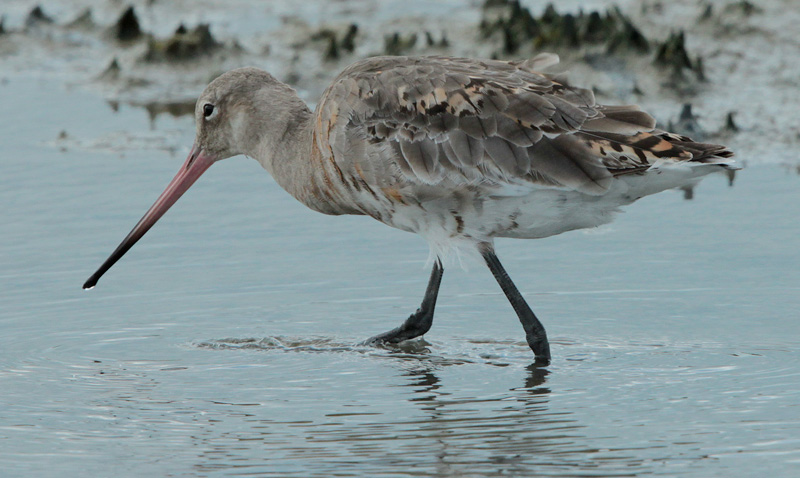 Tètol cuanegre (Limosa limosa)