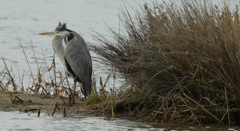 Bernat pescaire  (Ardea cinerea)