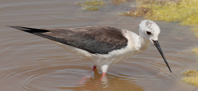 Cames llargues (Himantopus himantopus)