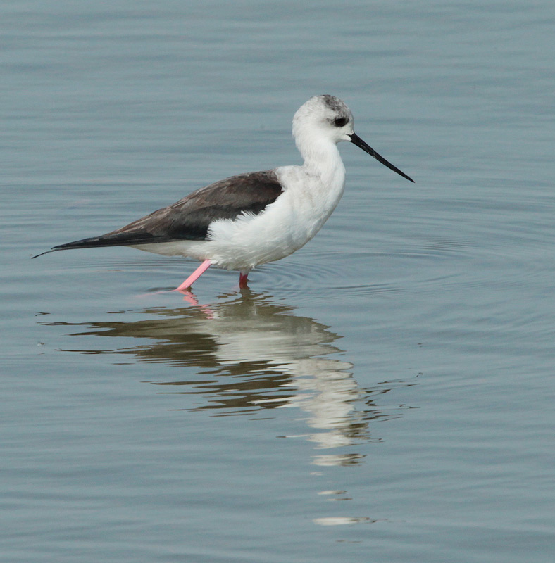 Cames llargues (Himantopus himantopus)