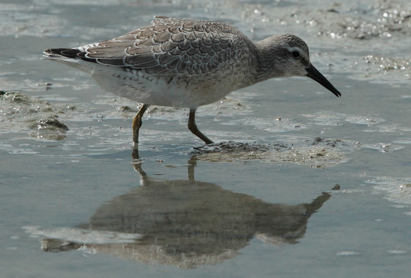 Territ gros (Calidris canutus)