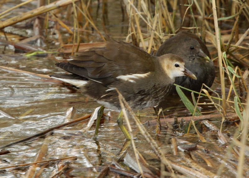 Polles d'aigua joves  (Gallinula chloropus)