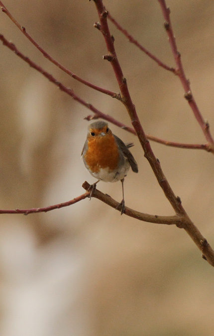 Pit-roig (Erithacus rubecula)