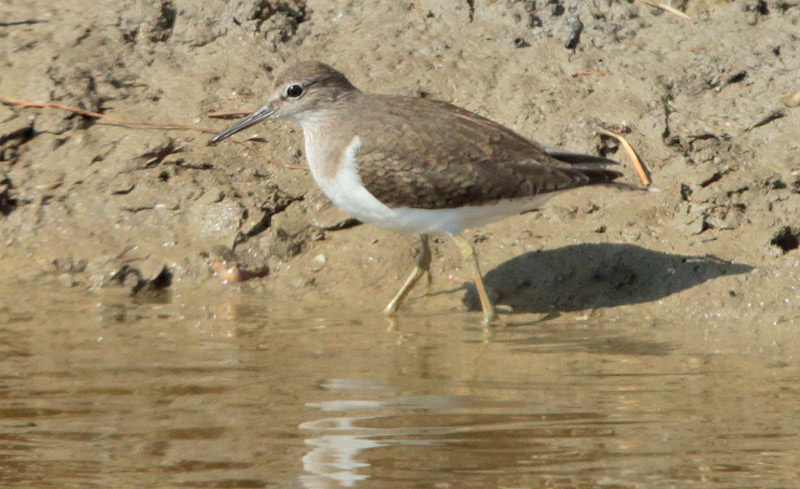 Xivitona vulgar (Actitis hypoleucos)