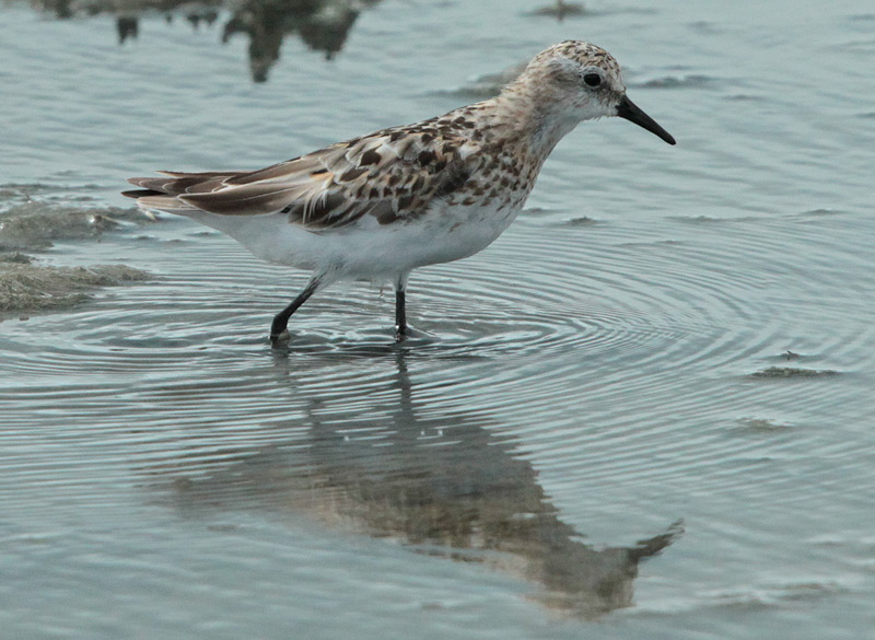 Territ menut (Calidris minuta)