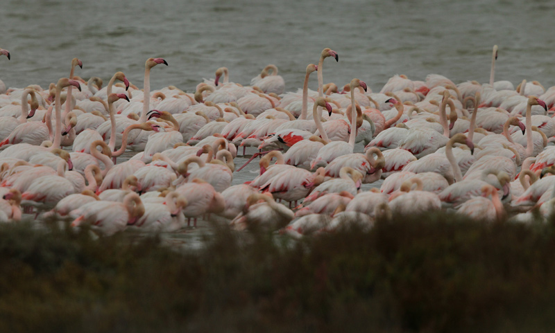 Flamenc rosat (Phoenicopterus roseus)