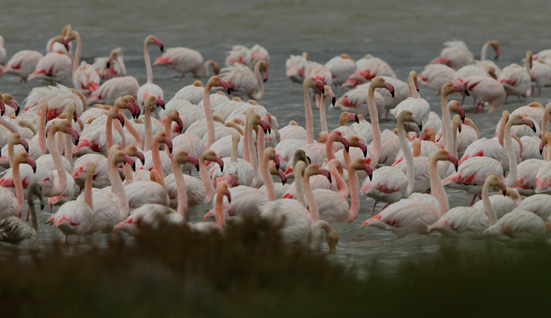 Flamenc rosat (Phoenicopterus roseus)