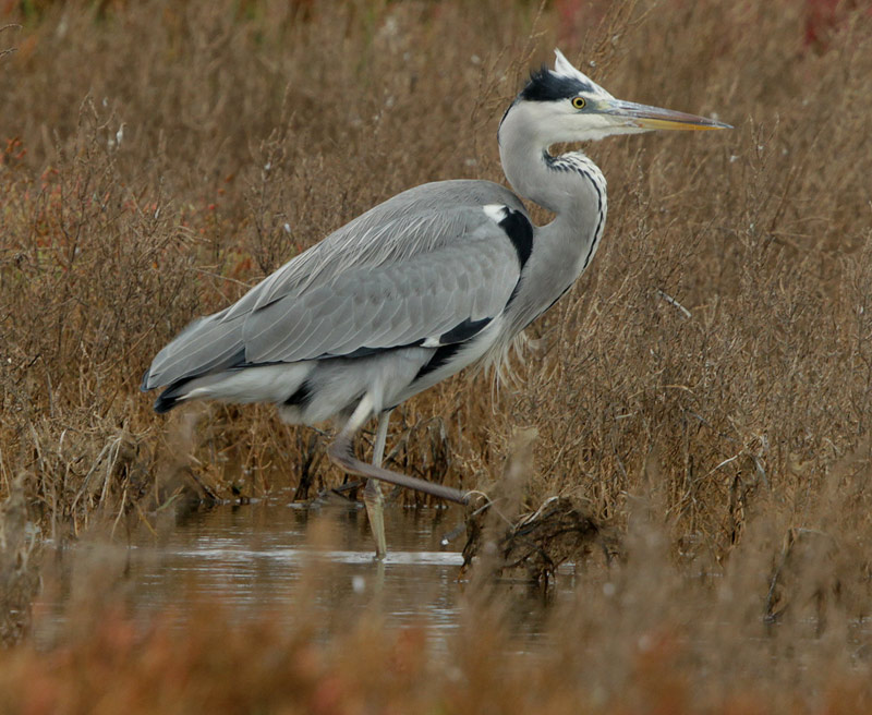 Bernat pescaire  (Ardea cinerea)