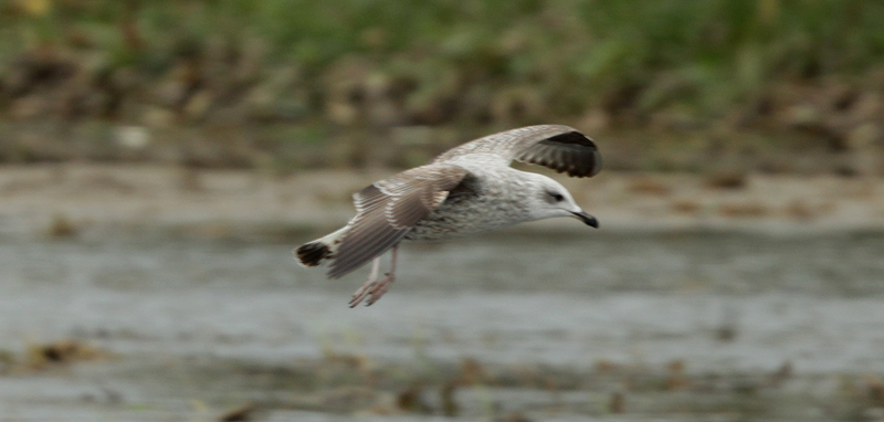 Gavià argentat juvenil (Larus michahellis )