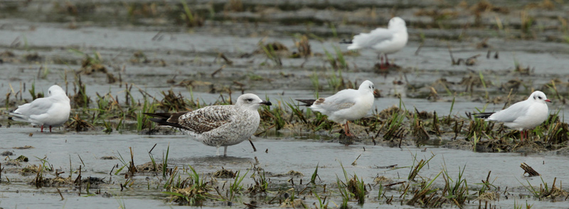 Gavià argentat juvenil (Larus michahellis )