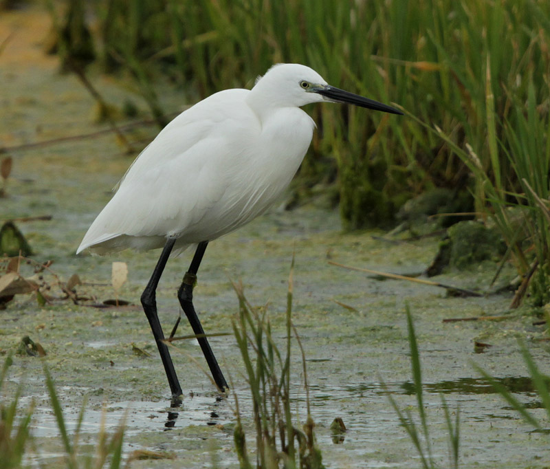 Martinet blanc (Egretta garzetta)