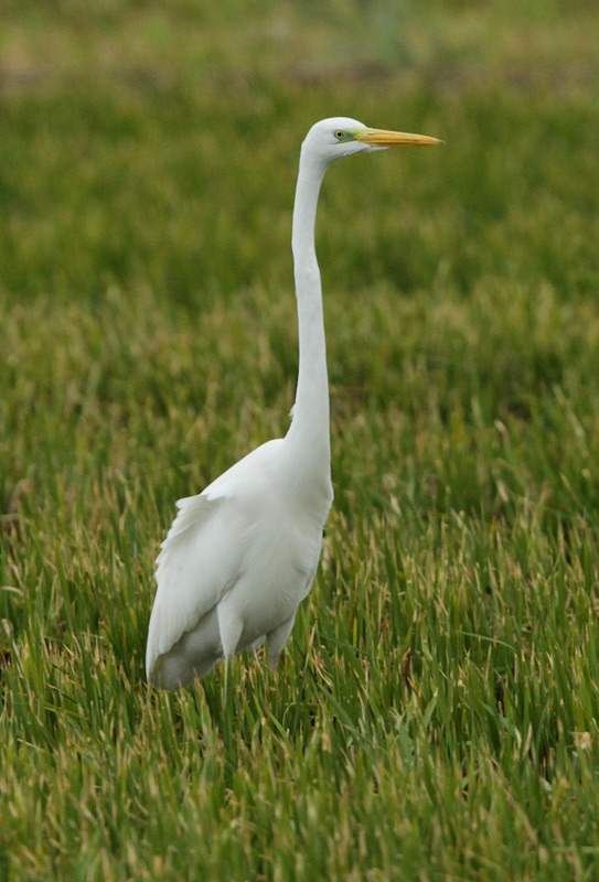 Agró blanc (Ardea alba)