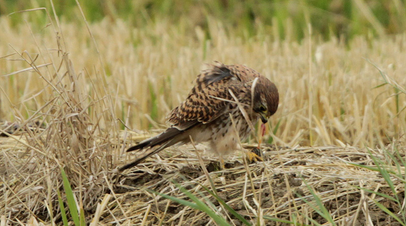 Xoriguer comú femella (Falco tinnunculus)