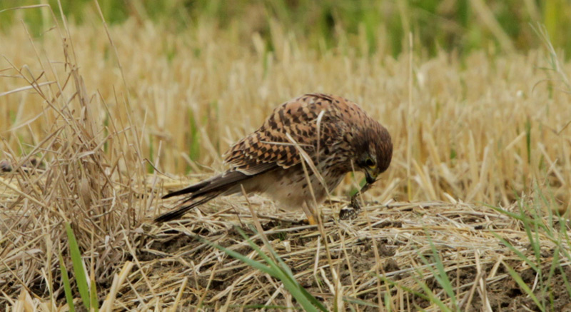 Xoriguer comú femella (Falco tinnunculus)