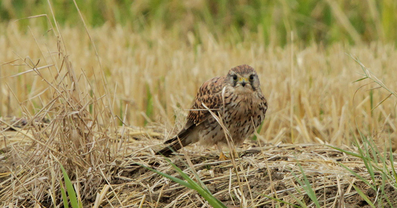 Xoriguer comú (Falco tinnunculus)