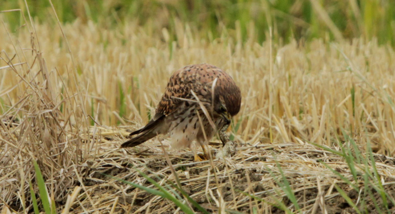 Xoriguer comú femella (Falco tinnunculus)