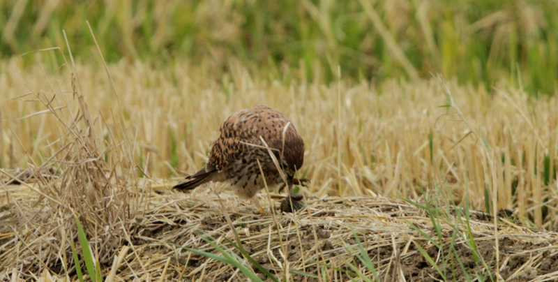 Xoriguer comú femella (Falco tinnunculus)