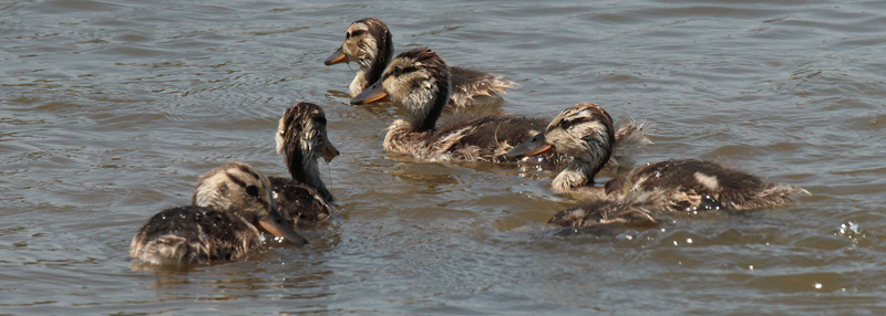 Pollets d'Ànec collverd (Anas platyrhynchos)