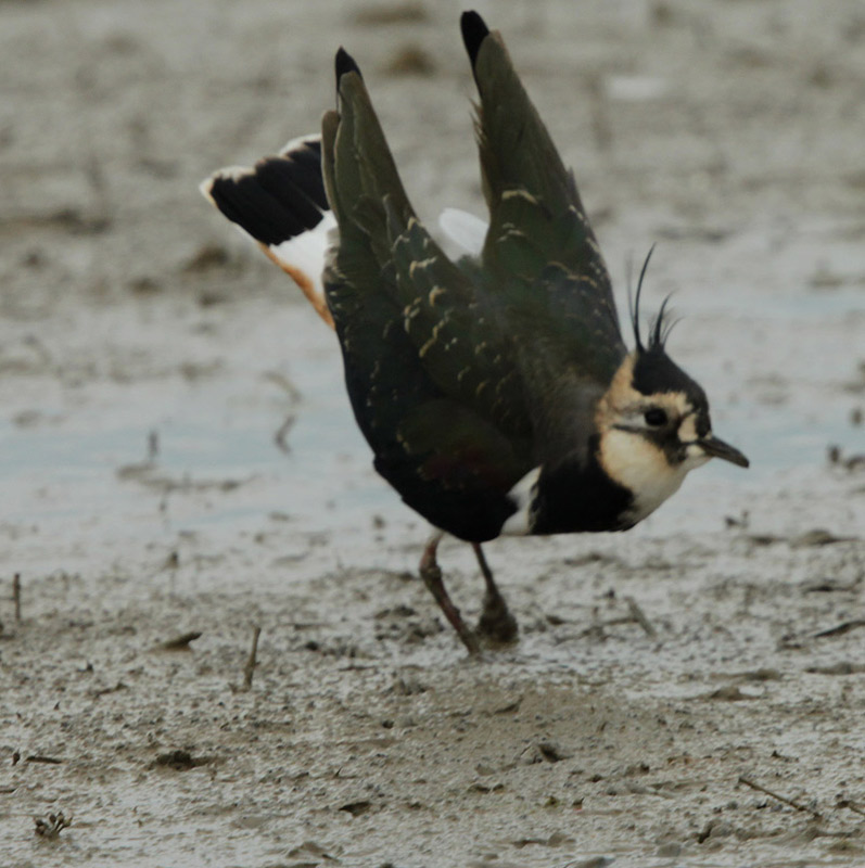 Fredeluga europea (Vanellus vanellus)