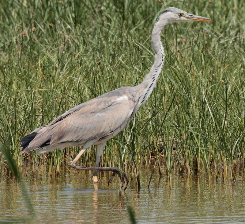 Bernat pescaire (Ardea cinerea)