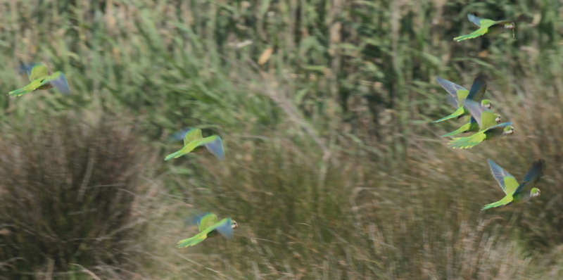 Cotorreta de pit gris (Myiopsitta monachus)