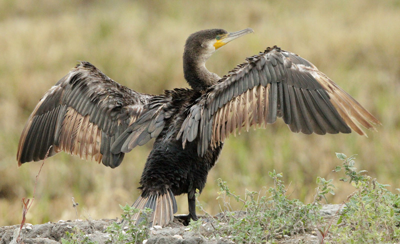 Corb Marí gros (phalacrocorax carbo)