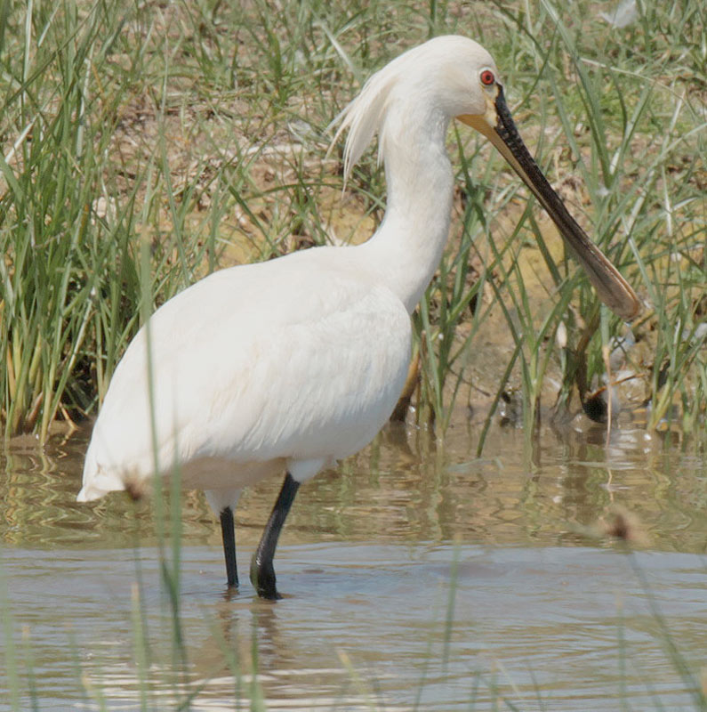 Becplaner (Platalea leucorodia)