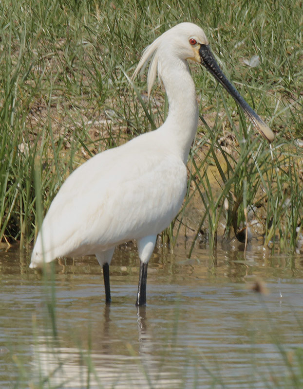 Becplaner (Platalea leucorodia)